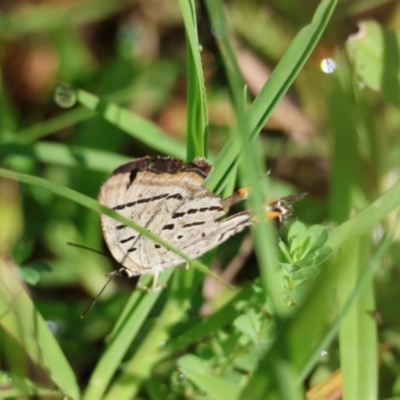 Jalmenus evagoras (Imperial Hairstreak) at Moruya, NSW - 1 Feb 2024 by LisaH