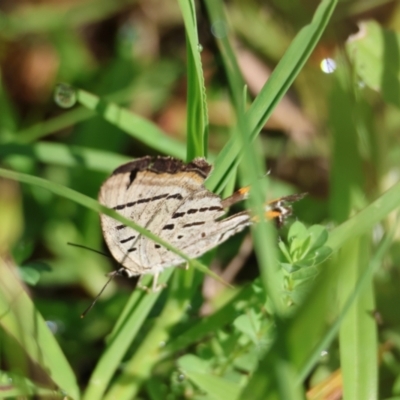 Jalmenus evagoras at Moruya, NSW - 31 Jan 2024 by LisaH