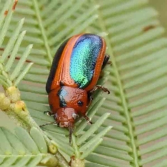 Calomela curtisi (Acacia leaf beetle) at Black Mountain - 30 Jan 2024 by ConBoekel