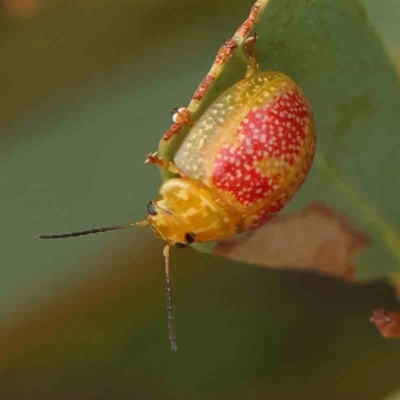 Paropsisterna fastidiosa (Eucalyptus leaf beetle) at Black Mountain - 30 Jan 2024 by ConBoekel