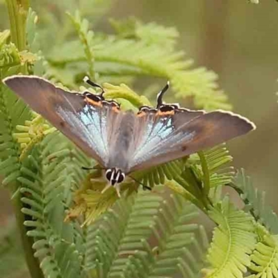 Jalmenus ictinus (Stencilled Hairstreak) at Black Mountain - 31 Jan 2024 by ConBoekel