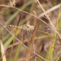 Orthetrum caledonicum (Blue Skimmer) at Acton, ACT - 30 Jan 2024 by ConBoekel