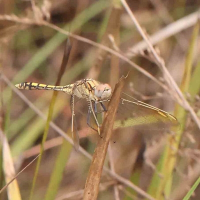 Orthetrum caledonicum (Blue Skimmer) at Black Mountain - 31 Jan 2024 by ConBoekel