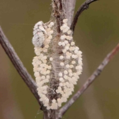 Orgyia anartoides (Painted Apple Moth) at Black Mountain - 30 Jan 2024 by ConBoekel