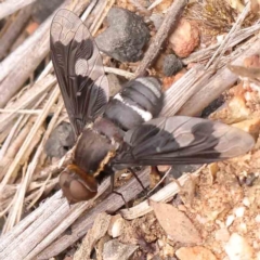 Balaana sp. (genus) (Bee Fly) at Acton, ACT - 30 Jan 2024 by ConBoekel