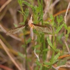 Leptotarsus (Macromastix) costalis (Common Brown Crane Fly) at Black Mountain - 31 Jan 2024 by ConBoekel