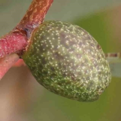 Apiomorpha sp. (genus) (A gall forming scale) at Acton, ACT - 30 Jan 2024 by ConBoekel