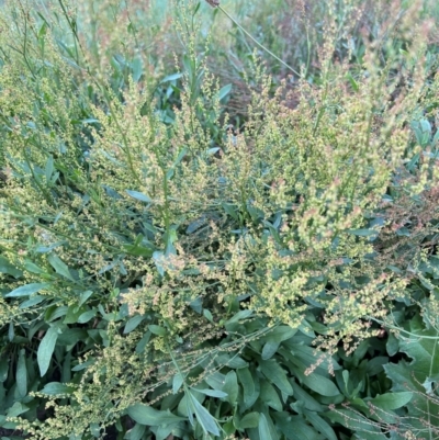 Rumex acetosella (Sheep Sorrel) at FMC500: Bragg St Swales - 1 Feb 2024 by cmobbs