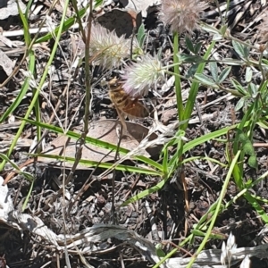 Apis mellifera at Little Taylor Grassland (LTG) - 18 Dec 2023