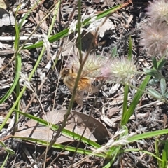 Apis mellifera at Little Taylor Grassland (LTG) - 18 Dec 2023