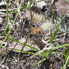 Apis mellifera at Little Taylor Grassland (LTG) - 18 Dec 2023