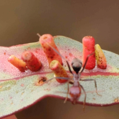 Apiomorpha sp. (genus) (A gall forming scale) at Black Mountain - 30 Jan 2024 by ConBoekel