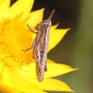 Phaulacridium vittatum at Black Mountain - 31 Jan 2024