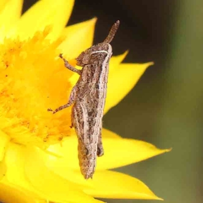 Phaulacridium vittatum (Wingless Grasshopper) at Black Mountain - 31 Jan 2024 by ConBoekel