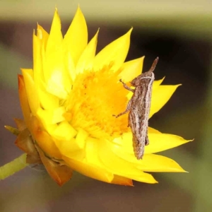 Phaulacridium vittatum at Black Mountain - 31 Jan 2024