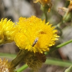 Chalcidoidea (superfamily) (A gall wasp or Chalcid wasp) at Little Taylor Grassland (LTG) - 18 Dec 2023 by ChrisBenwah