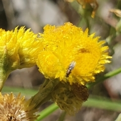 Chalcidoidea (superfamily) at Little Taylor Grassland (LTG) - 18 Dec 2023