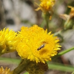 Chalcidoidea (superfamily) at Little Taylor Grassland (LTG) - 18 Dec 2023