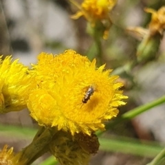 Chalcidoidea (superfamily) at Little Taylor Grassland (LTG) - 18 Dec 2023