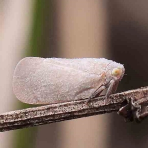 Anzora unicolor at Black Mountain - 31 Jan 2024