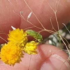 Miridae (family) (Unidentified plant bug) at Little Taylor Grassland (LTG) - 18 Dec 2023 by ChrisBenwah