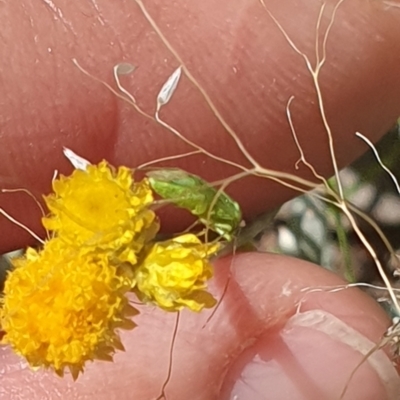 Miridae (family) (Unidentified plant bug) at Little Taylor Grassland (LTG) - 18 Dec 2023 by ChrisBenwah