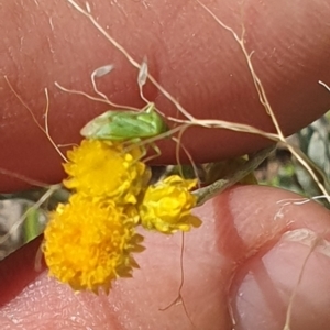 Miridae (family) at Little Taylor Grassland (LTG) - 18 Dec 2023