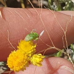 Miridae (family) at Little Taylor Grassland (LTG) - 18 Dec 2023 03:20 PM