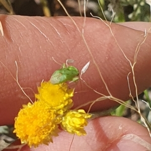 Miridae (family) at Little Taylor Grassland (LTG) - 18 Dec 2023