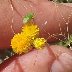 Miridae (family) at Little Taylor Grassland (LTG) - 18 Dec 2023