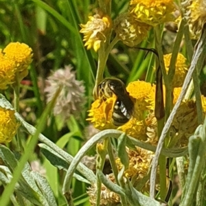 Lasioglossum (Chilalictus) sp. (genus & subgenus) at Little Taylor Grassland (LTG) - 18 Dec 2023 03:17 PM