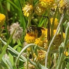 Lasioglossum (Chilalictus) sp. (genus & subgenus) at Little Taylor Grassland (LTG) - 18 Dec 2023 03:17 PM