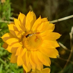 Ichneumonoidea (Superfamily) at Little Taylor Grassland (LTG) - 18 Dec 2023