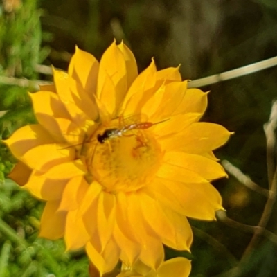 Ichneumonoidea (Superfamily) (A species of parasitic wasp) at Little Taylor Grassland (LTG) - 18 Dec 2023 by ChrisBenwah