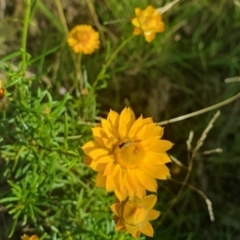 Ichneumonoidea (Superfamily) at Little Taylor Grassland (LTG) - 18 Dec 2023