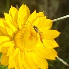 Ichneumonoidea (Superfamily) at Little Taylor Grassland (LTG) - 18 Dec 2023