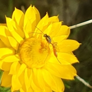 Ichneumonoidea (Superfamily) at Little Taylor Grassland (LTG) - 18 Dec 2023