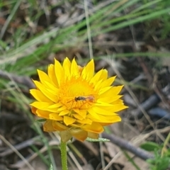 Ichneumonoidea (Superfamily) at Little Taylor Grassland (LTG) - 18 Dec 2023