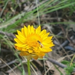 Ichneumonoidea (Superfamily) at Little Taylor Grassland (LTG) - 18 Dec 2023