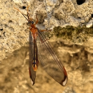 Nymphes myrmeleonoides at Tidbinbilla Nature Reserve - 1 Feb 2024