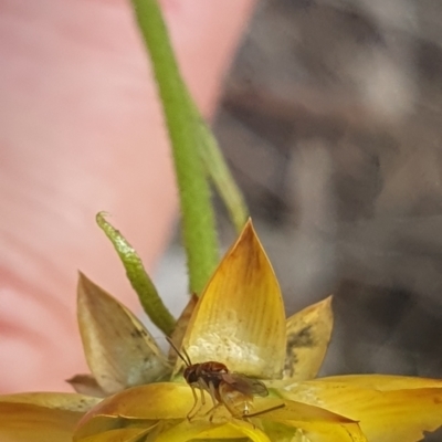 Chalcidoidea (superfamily) (A gall wasp or Chalcid wasp) at Little Taylor Grassland (LTG) - 18 Dec 2023 by ChrisBenwah