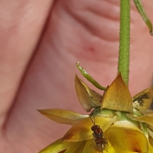 Chalcidoidea (superfamily) at Little Taylor Grassland (LTG) - 18 Dec 2023