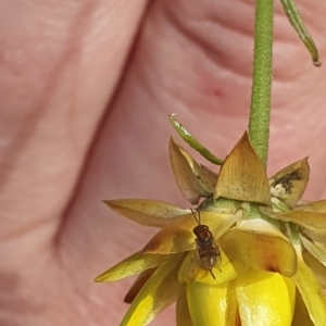 Chalcidoidea (superfamily) at Little Taylor Grassland (LTG) - 18 Dec 2023