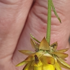 Chalcidoidea (superfamily) at Little Taylor Grassland (LTG) - 18 Dec 2023 03:10 PM