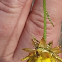 Chalcidoidea (superfamily) at Little Taylor Grassland (LTG) - 18 Dec 2023