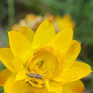 Lygaeidae (family) at Little Taylor Grassland (LTG) - 18 Dec 2023