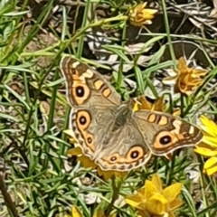 Junonia villida at Little Taylor Grassland (LTG) - 18 Dec 2023 03:04 PM