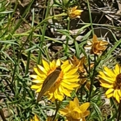 Junonia villida at Little Taylor Grassland (LTG) - 18 Dec 2023 03:04 PM