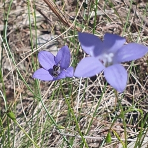 Lasioglossum (Chilalictus) sp. (genus & subgenus) at Little Taylor Grassland (LTG) - 18 Dec 2023 02:57 PM