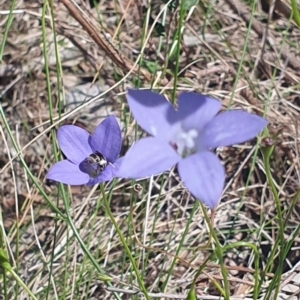 Lasioglossum (Chilalictus) sp. (genus & subgenus) at Little Taylor Grassland (LTG) - 18 Dec 2023 02:57 PM